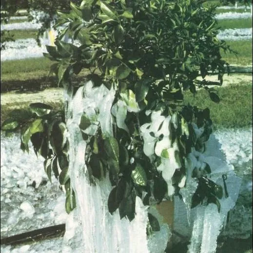 thumbnail for publication: Microsprinkler Irrigation for Cold Protection of Florida Citrus